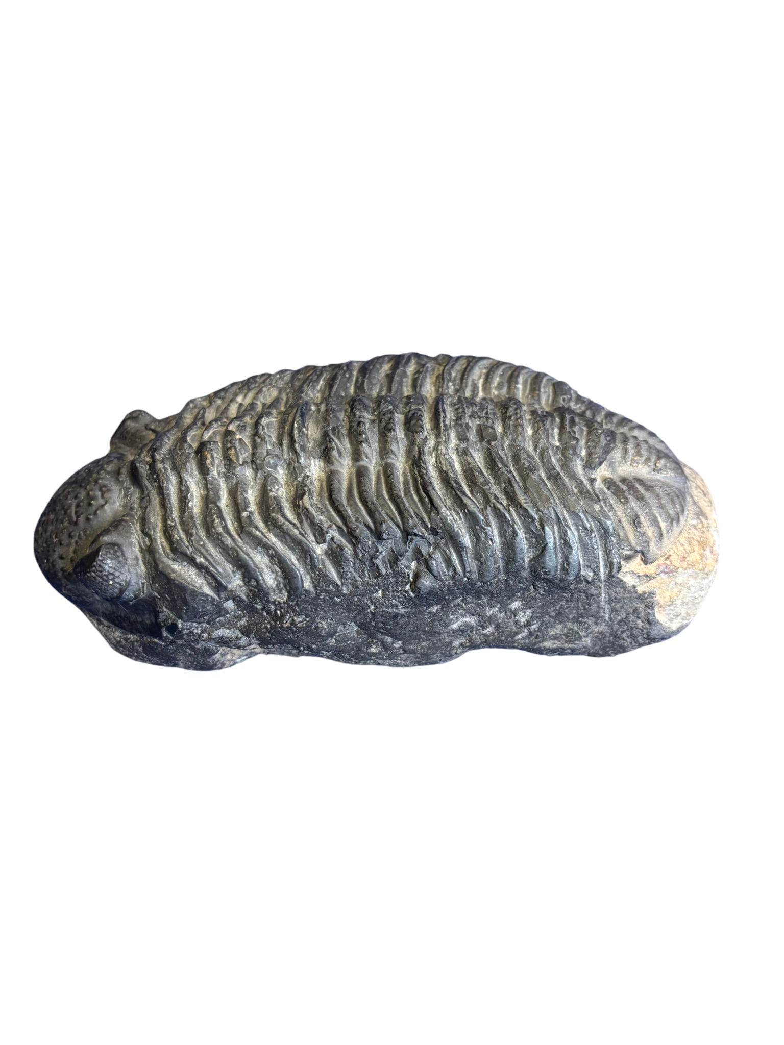 Fossile trilobite