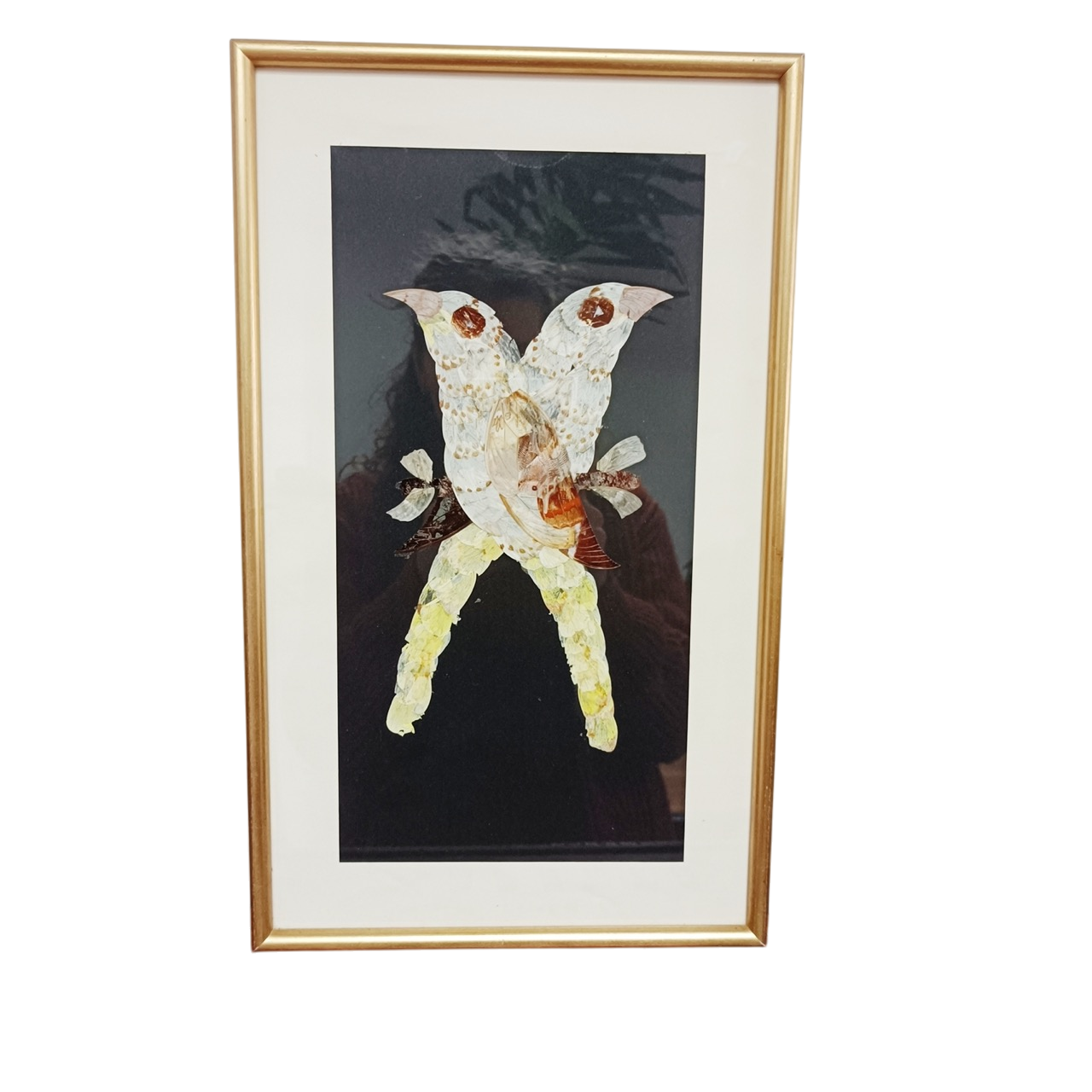 Cadre en ailes de papillons